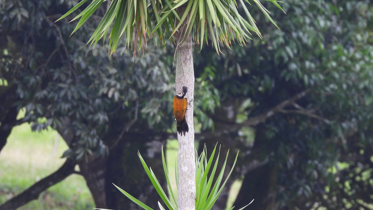 Common Flameback - ML620440925