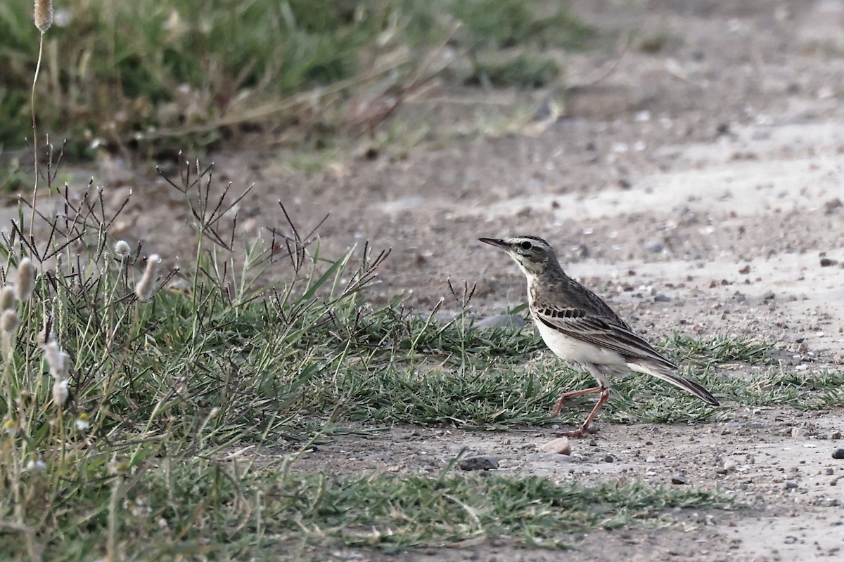 Tawny Pipit - ML620440932