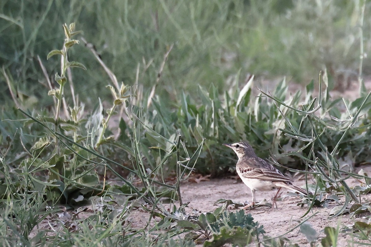 Tawny Pipit - ML620440933