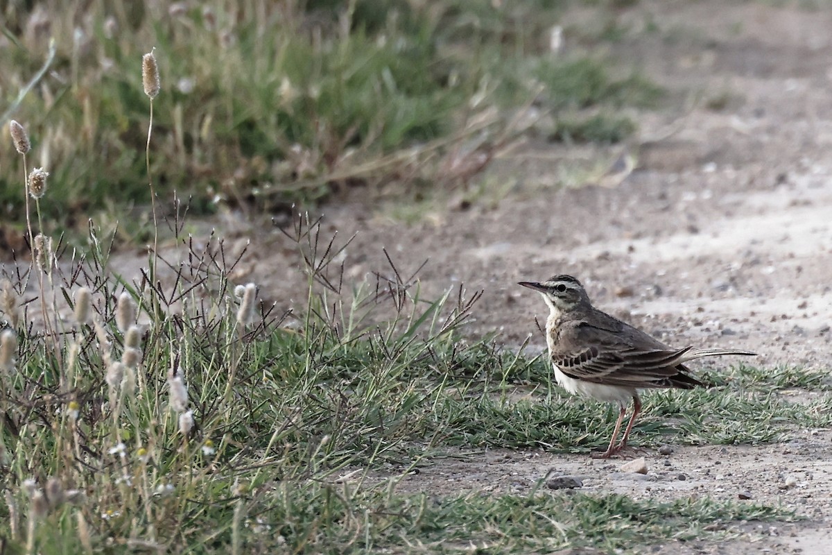 Tawny Pipit - ML620440935