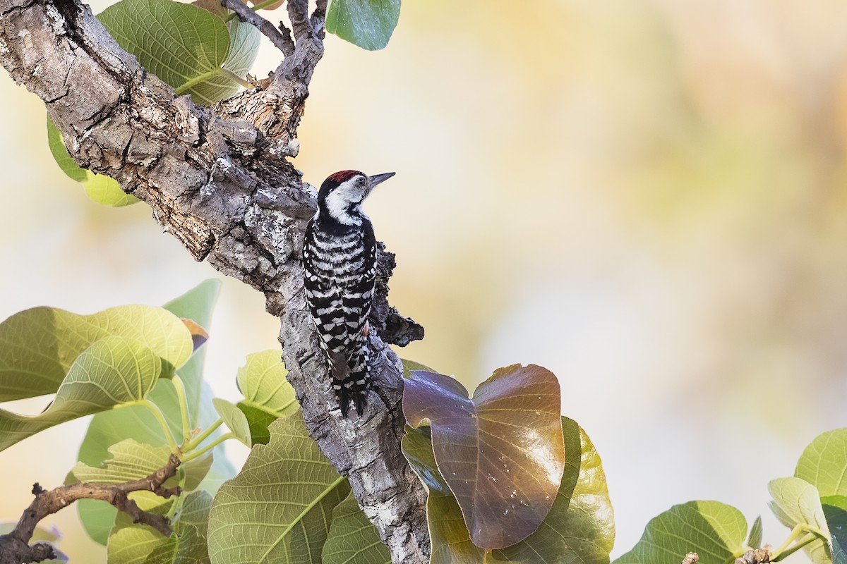 Freckle-breasted Woodpecker - ML620440939