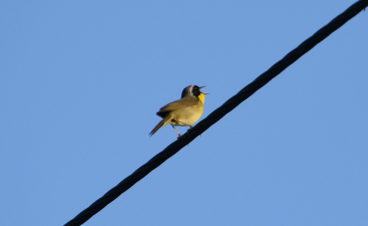 Common Yellowthroat - ML620440941