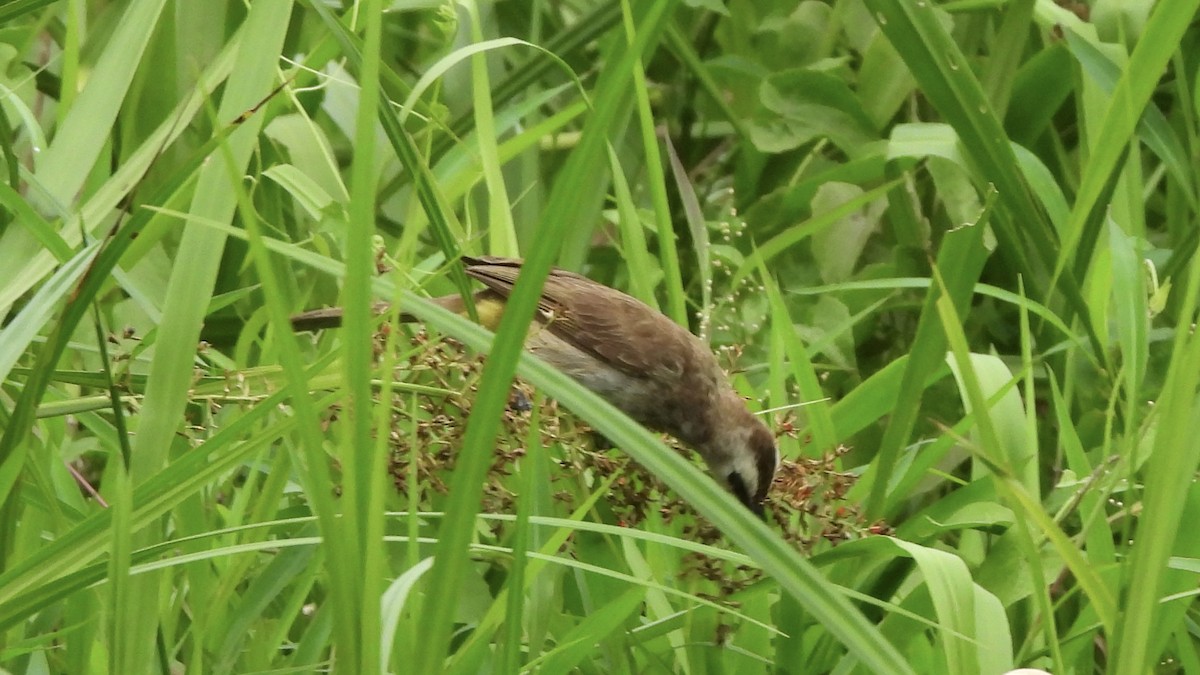 Yellow-vented Bulbul - ML620440943