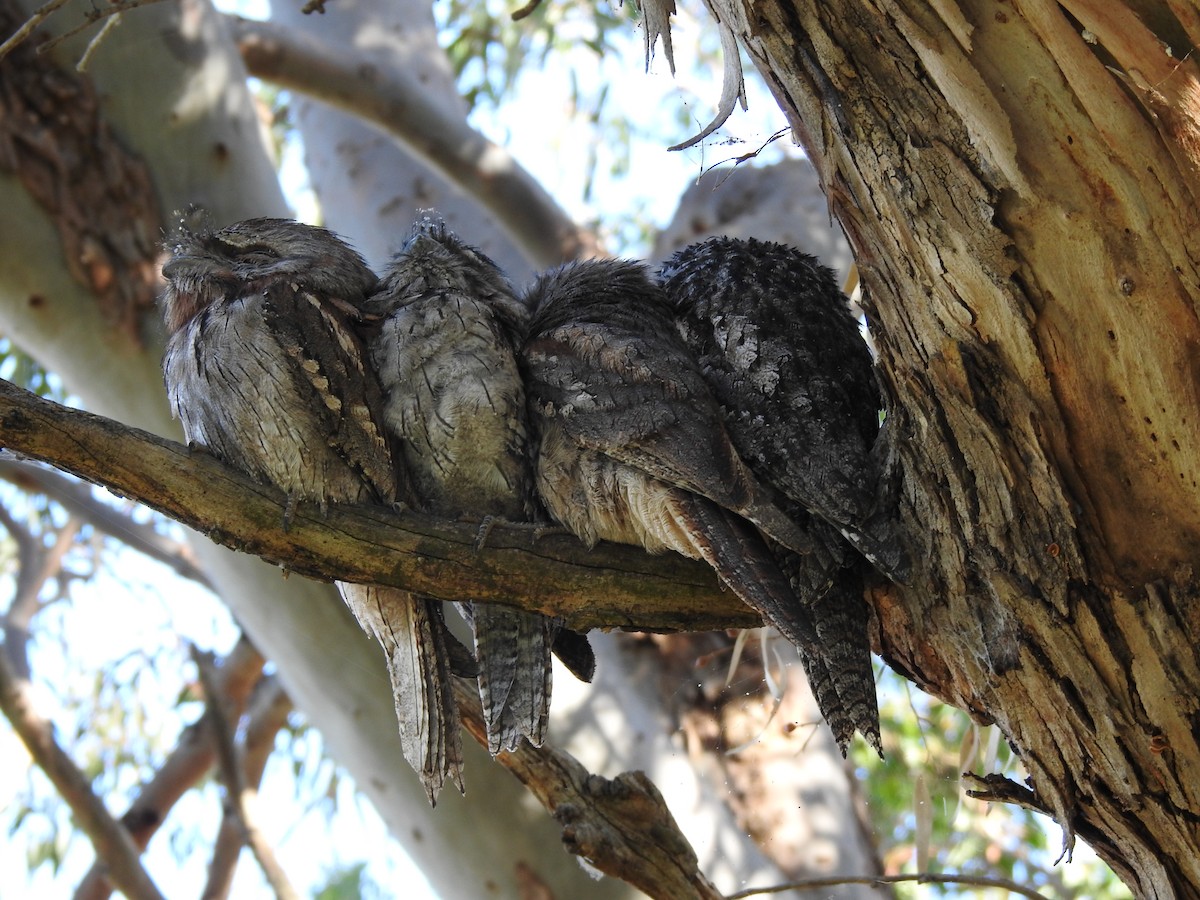 Tawny Frogmouth - ML620440947