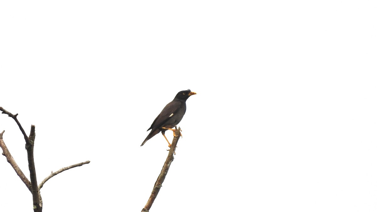 Javan Myna - ML620440950