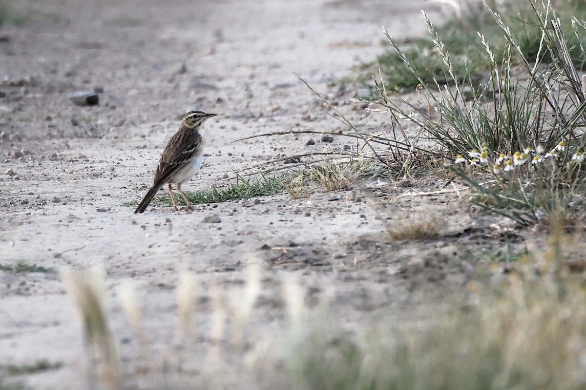 Tawny Pipit - ML620440957