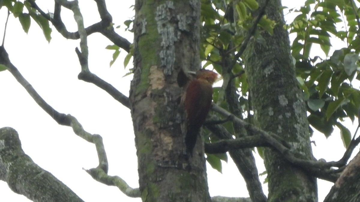 Banded Woodpecker - ML620440958