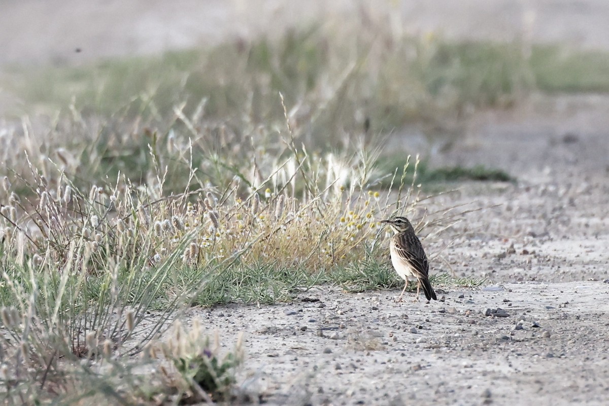 Tawny Pipit - ML620440959