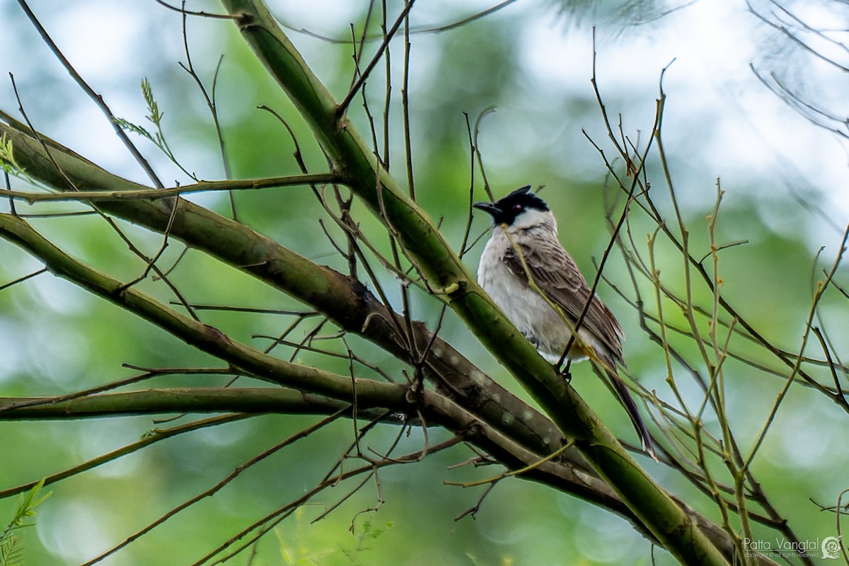 Bulbul cul-d'or - ML620440966