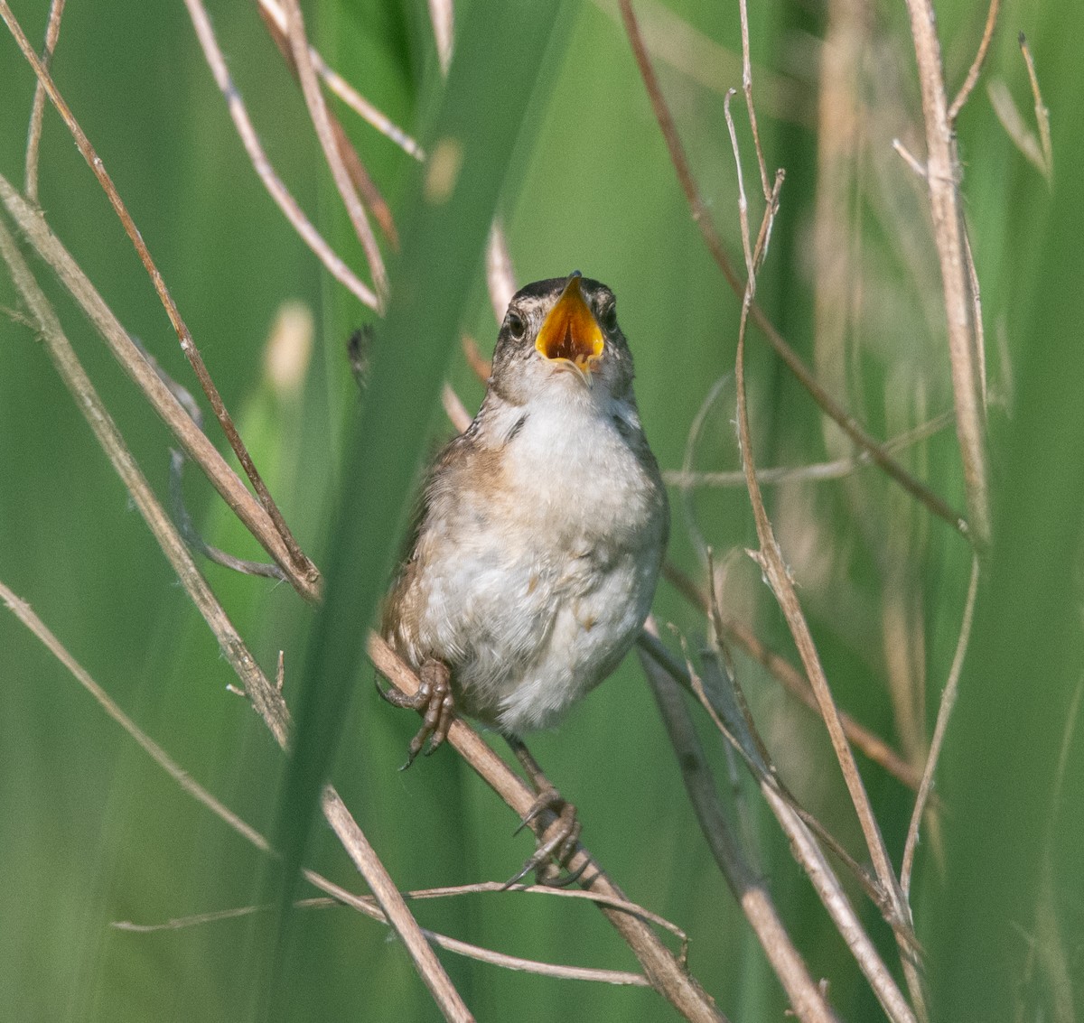 Marsh Wren - ML620440969