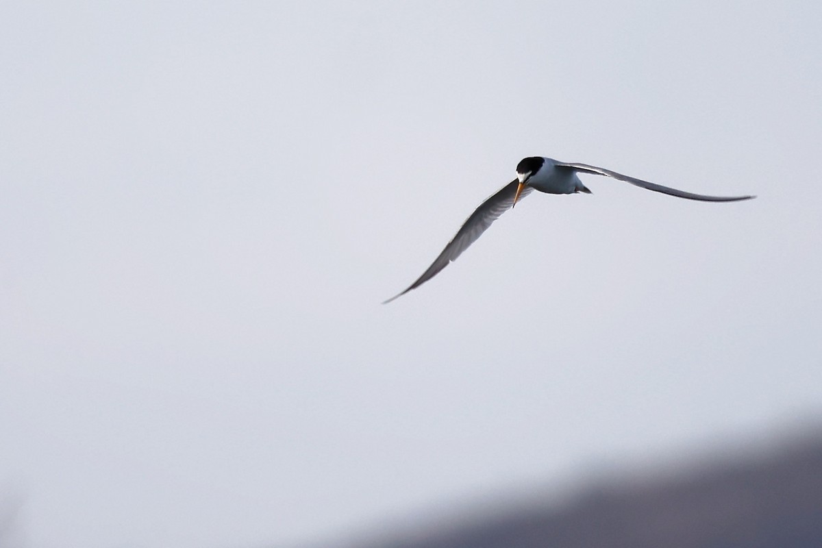 Little Tern - ML620440971