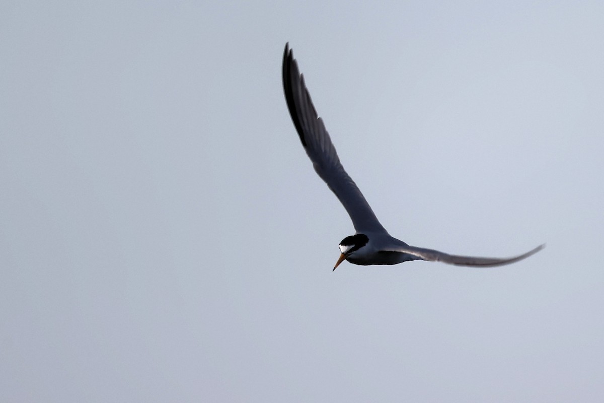 Little Tern - ML620440972