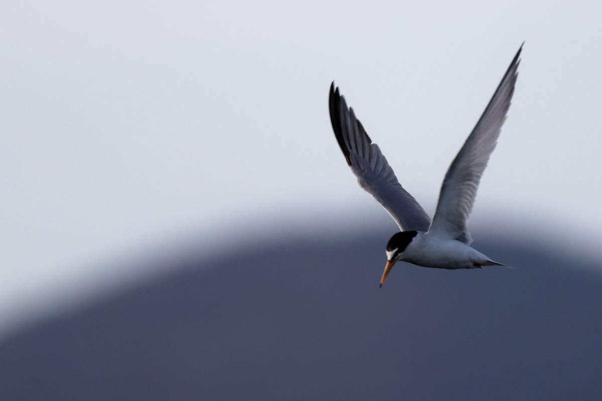 Little Tern - ML620440973