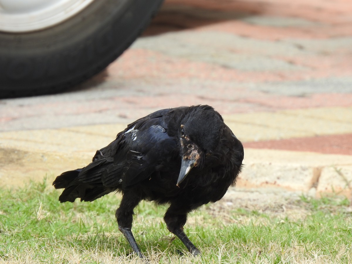 Australian Raven - ML620440977