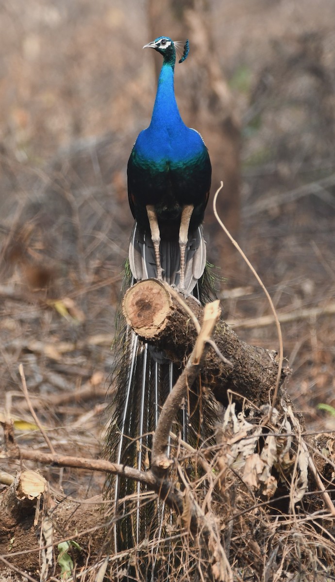 Indian Peafowl - ML620440978