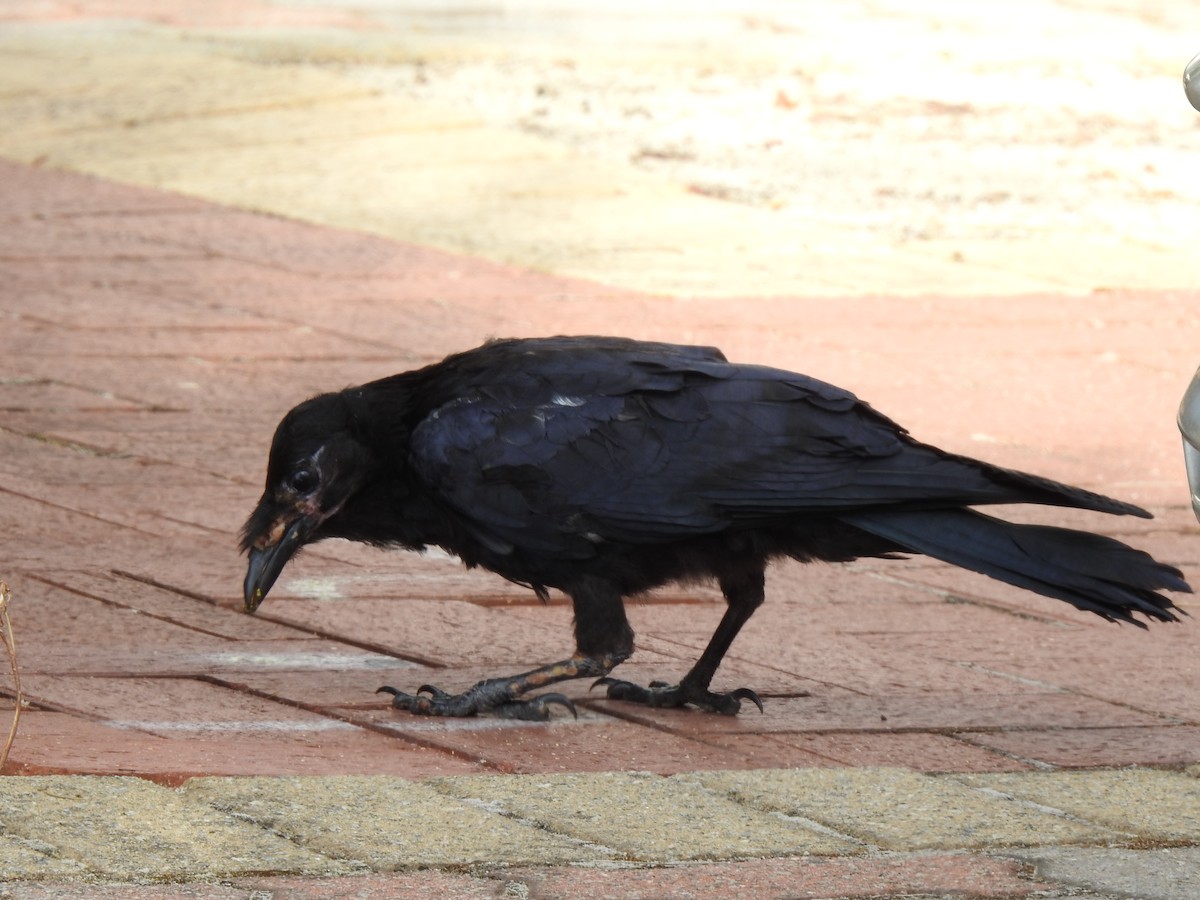 Australian Raven - ML620440979