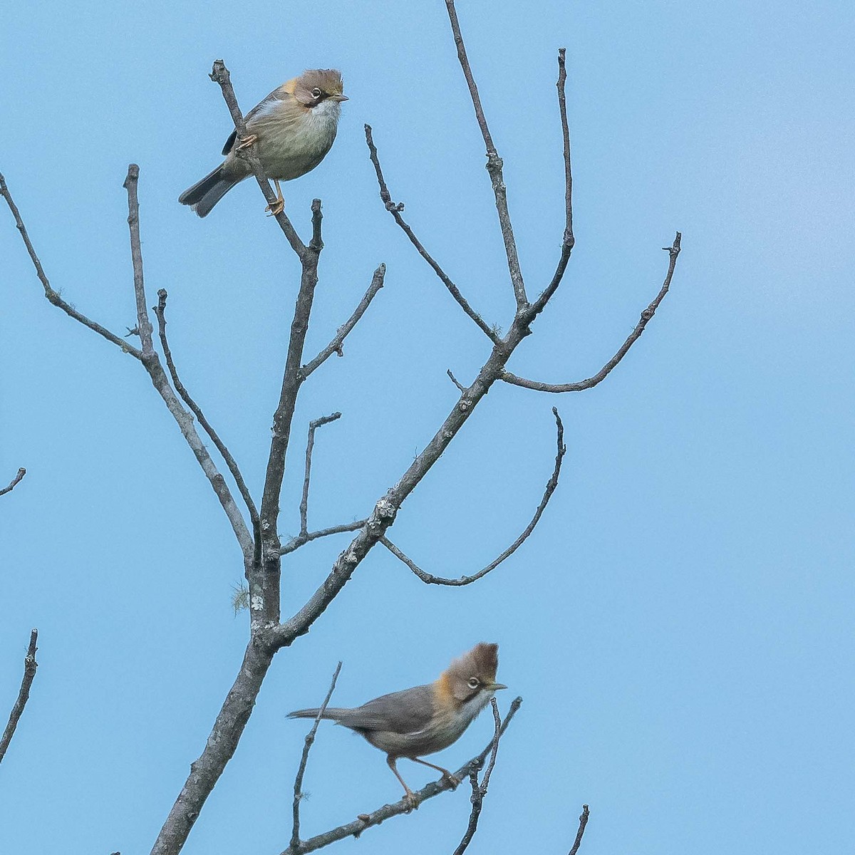 Whiskered Yuhina - ML620440980