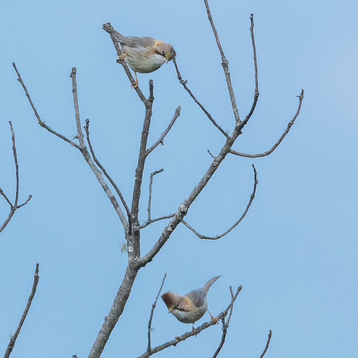 Whiskered Yuhina - ML620440983