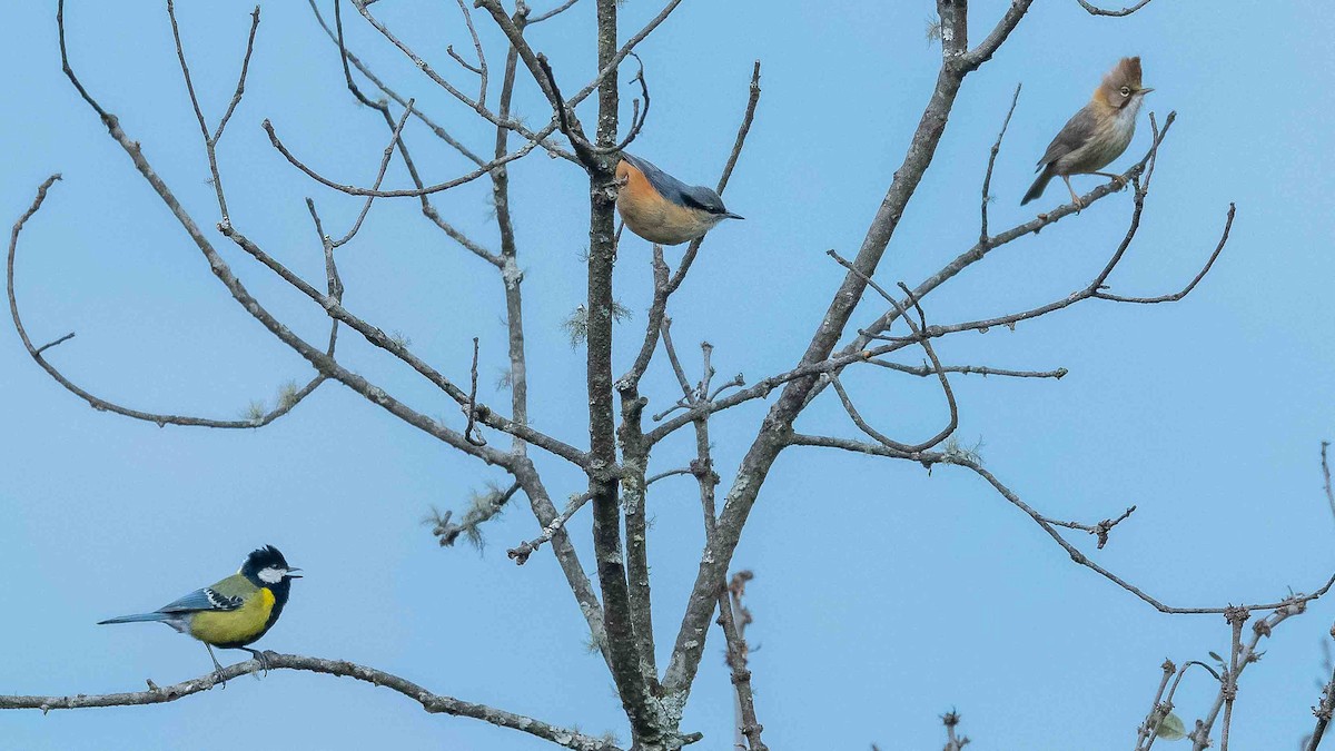 Whiskered Yuhina - ML620440984