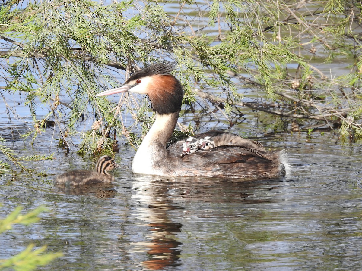 Great Crested Grebe - ML620440987