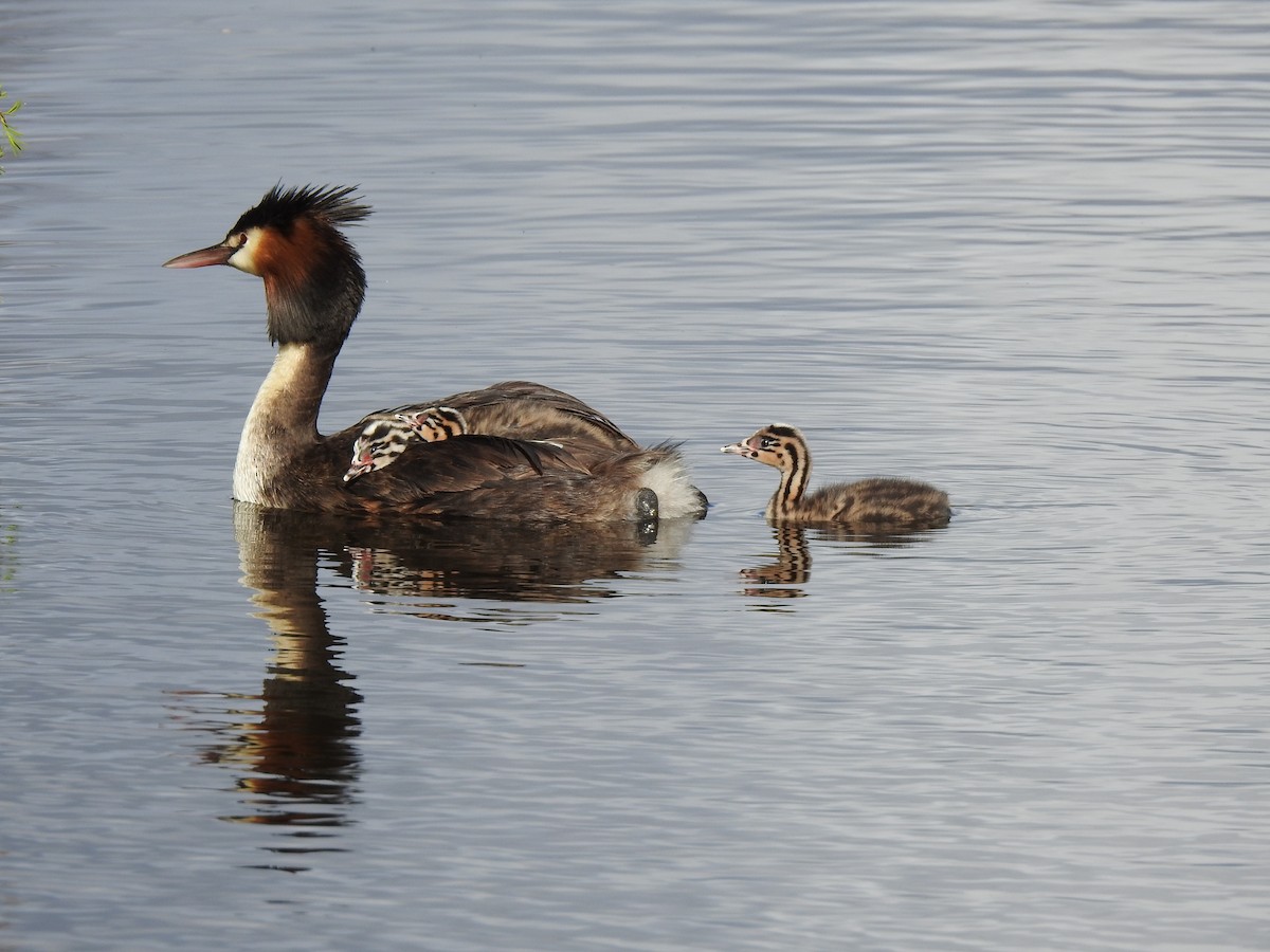 Great Crested Grebe - ML620440988