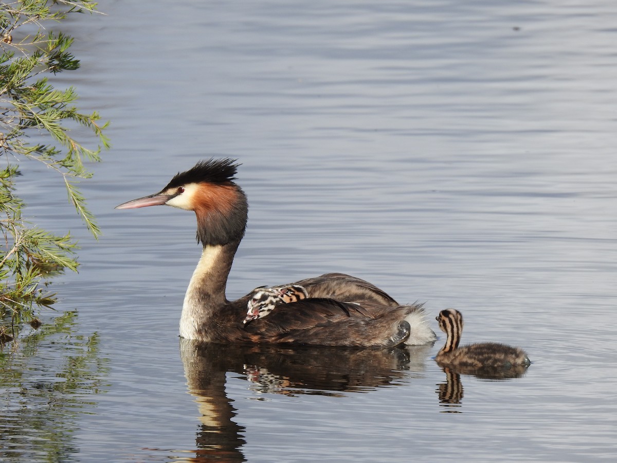 Great Crested Grebe - ML620440989