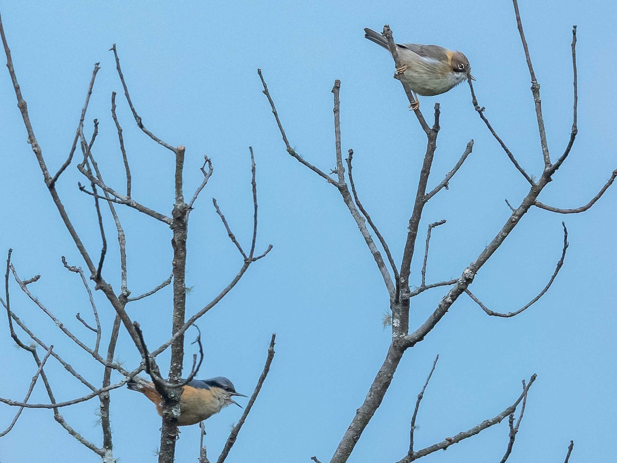 White-tailed Nuthatch - ML620440990