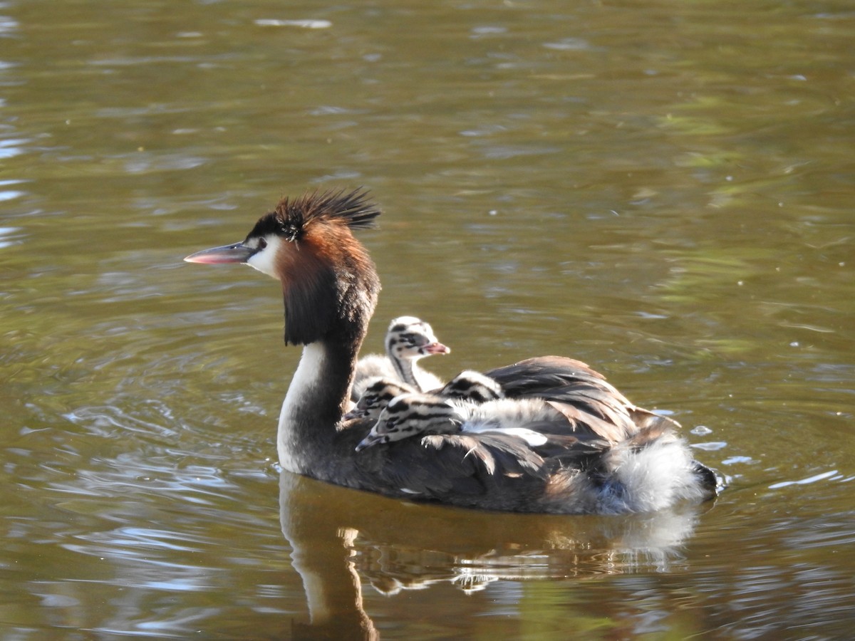 Great Crested Grebe - ML620440992