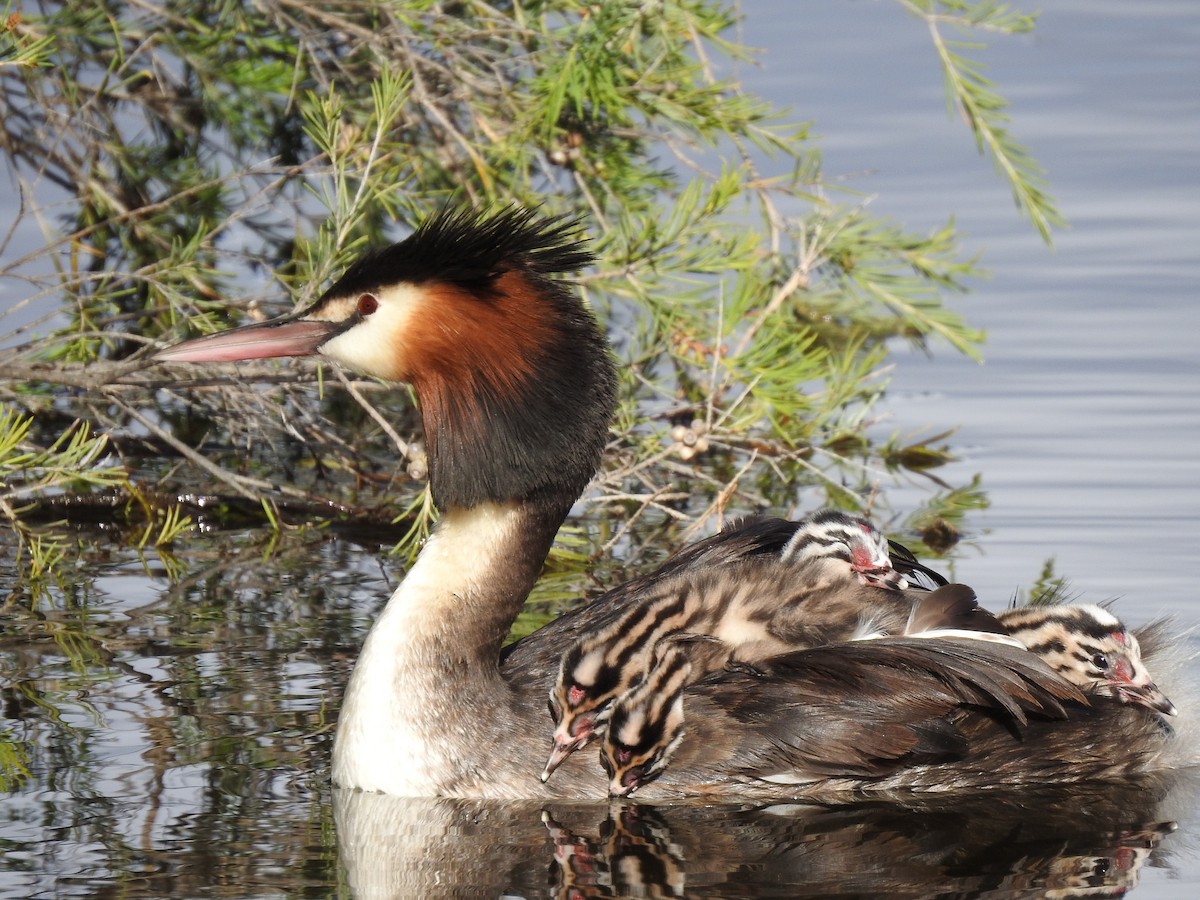 Great Crested Grebe - ML620440993