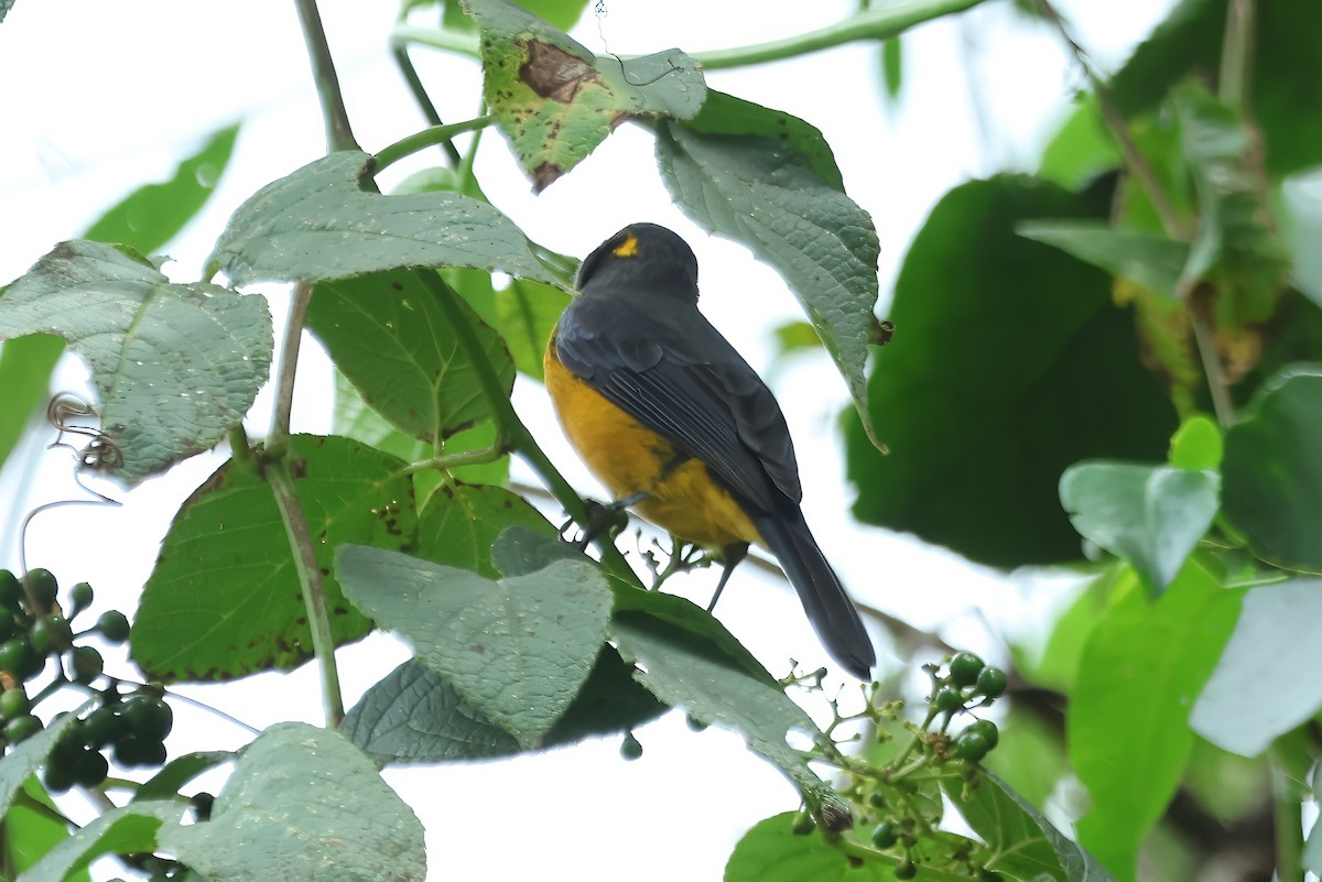 Lacrimose Mountain Tanager - Russ Ruffing