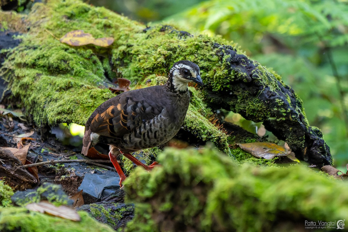 Gray-breasted Partridge - ML620440995