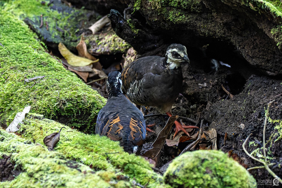 Gray-breasted Partridge - ML620440996