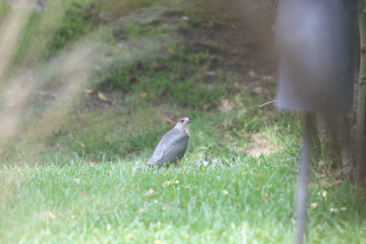 Cooper's Hawk - ML620441000