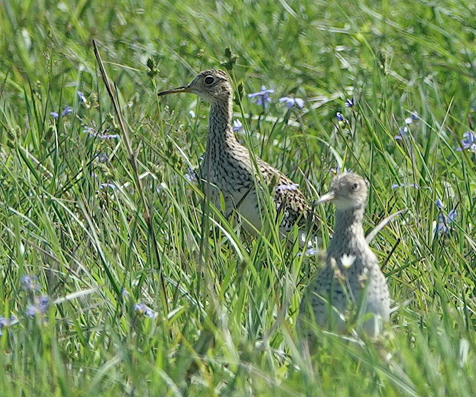 Upland Sandpiper - ML620441004