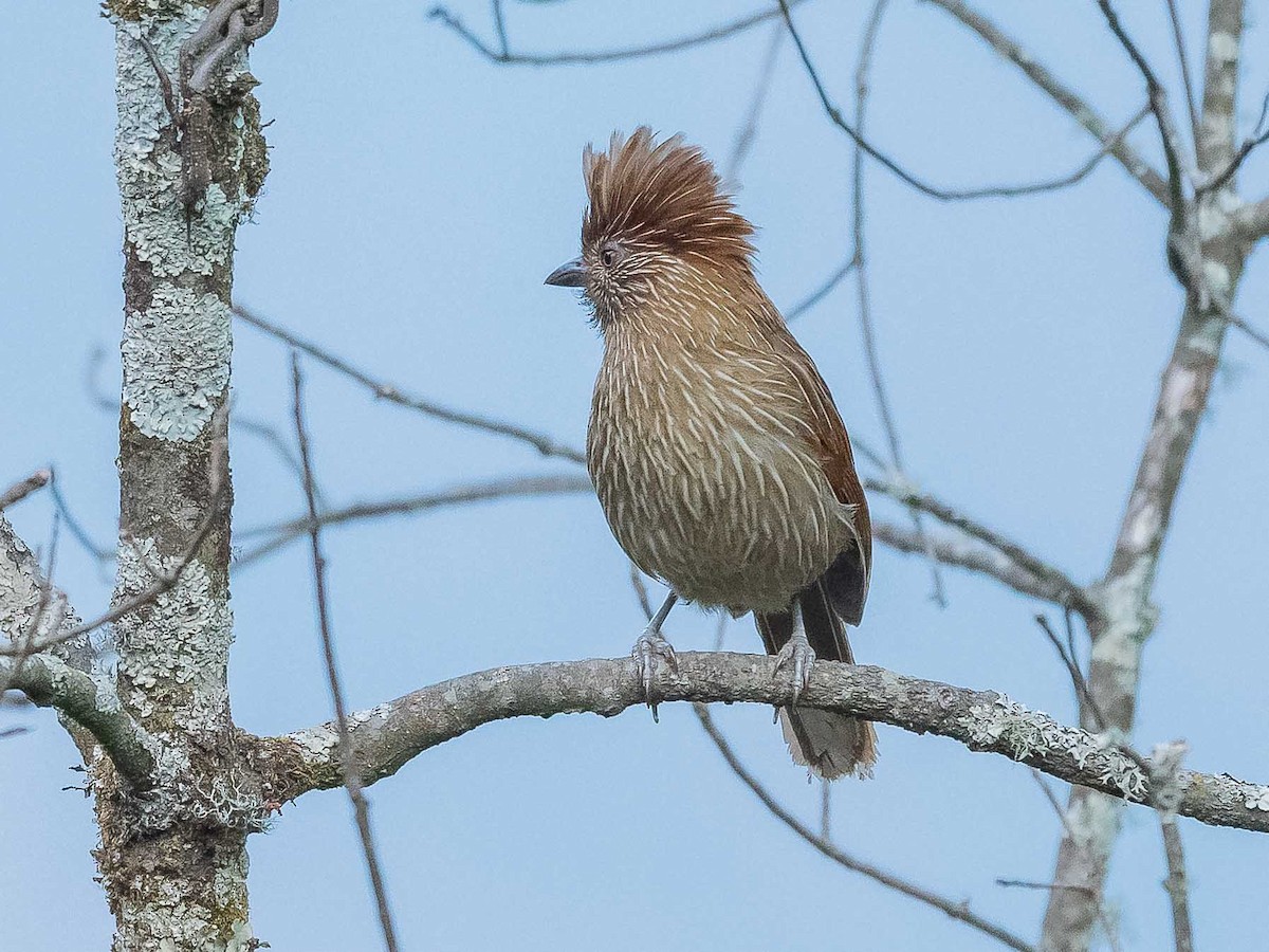 Striated Laughingthrush - ML620441008