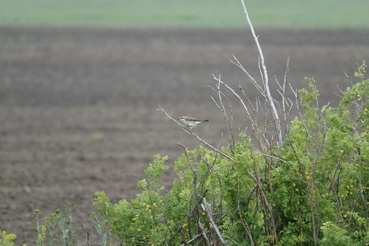 Red-backed Shrike - ML620441010