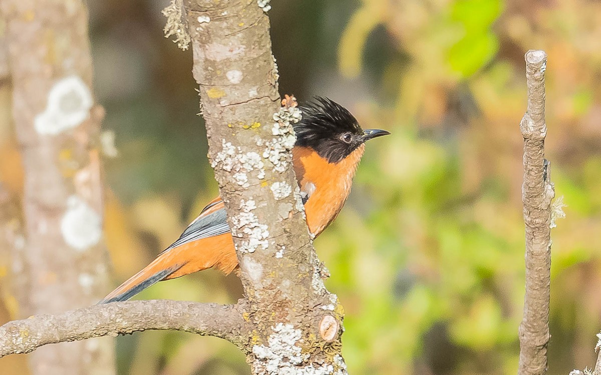 Rufous Sibia - ML620441025