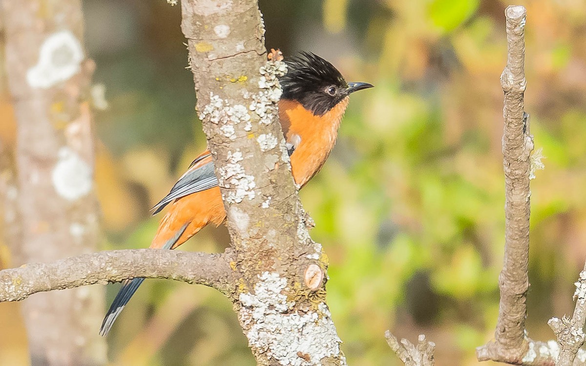 Rufous Sibia - ML620441026