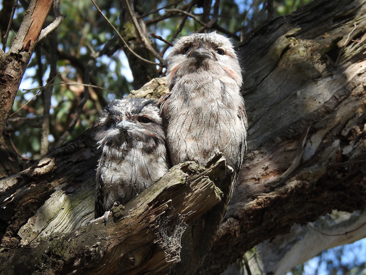 Tawny Frogmouth - ML620441031