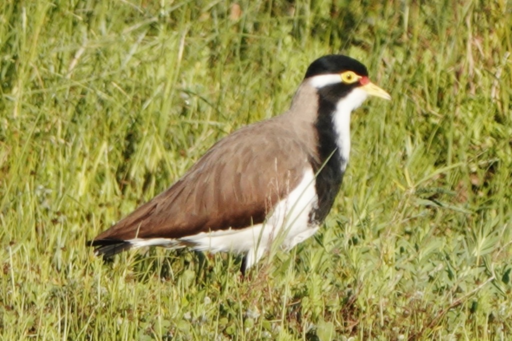 Banded Lapwing - ML620441034
