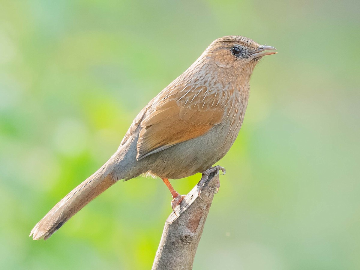 Streaked Laughingthrush - ML620441039