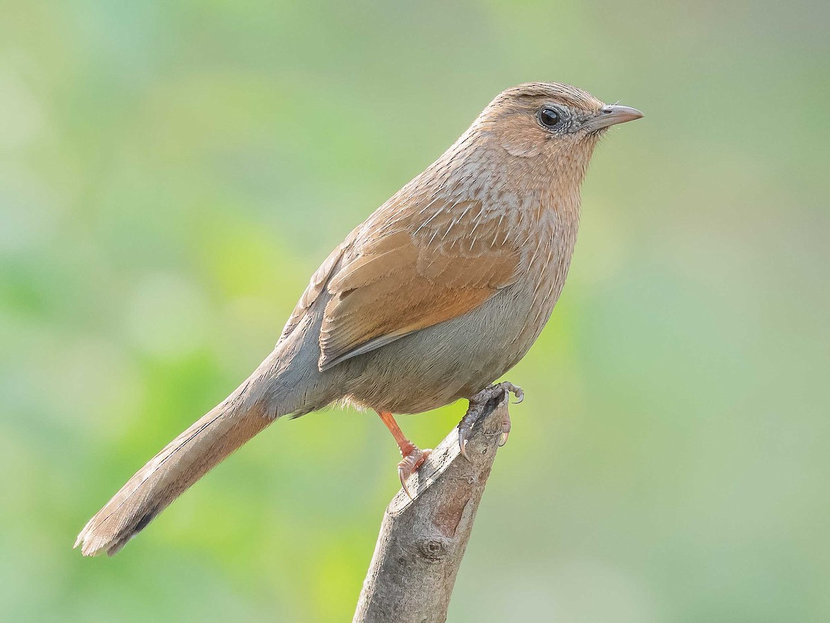 Streaked Laughingthrush - ML620441040