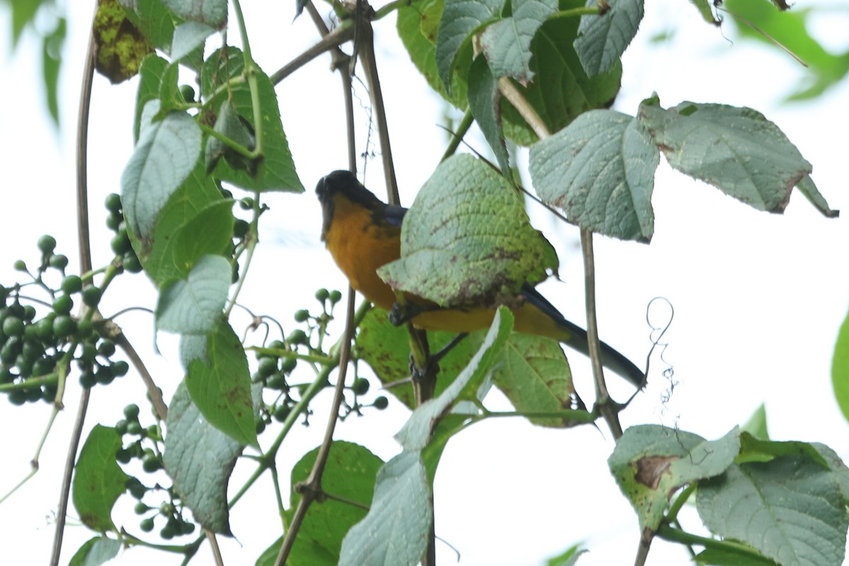 Lacrimose Mountain Tanager - ML620441049