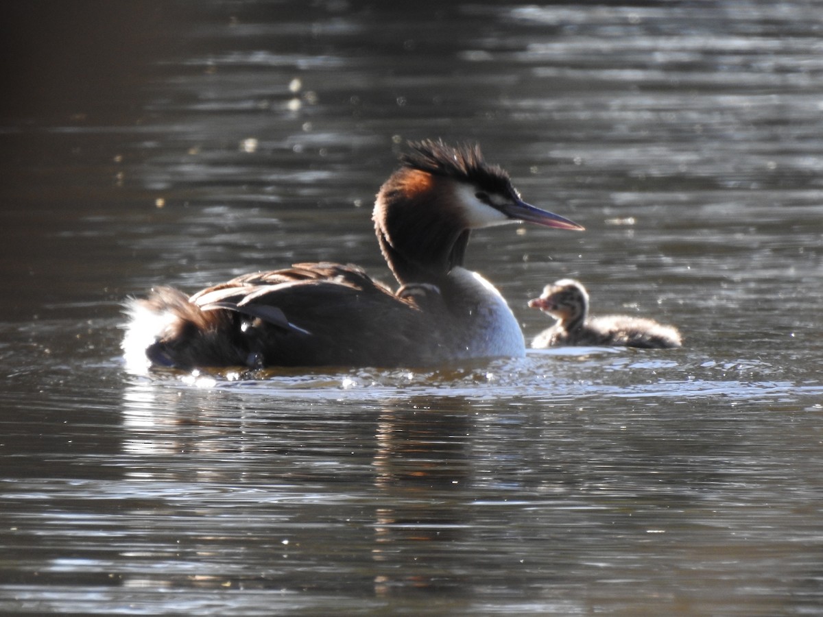 Great Crested Grebe - ML620441050