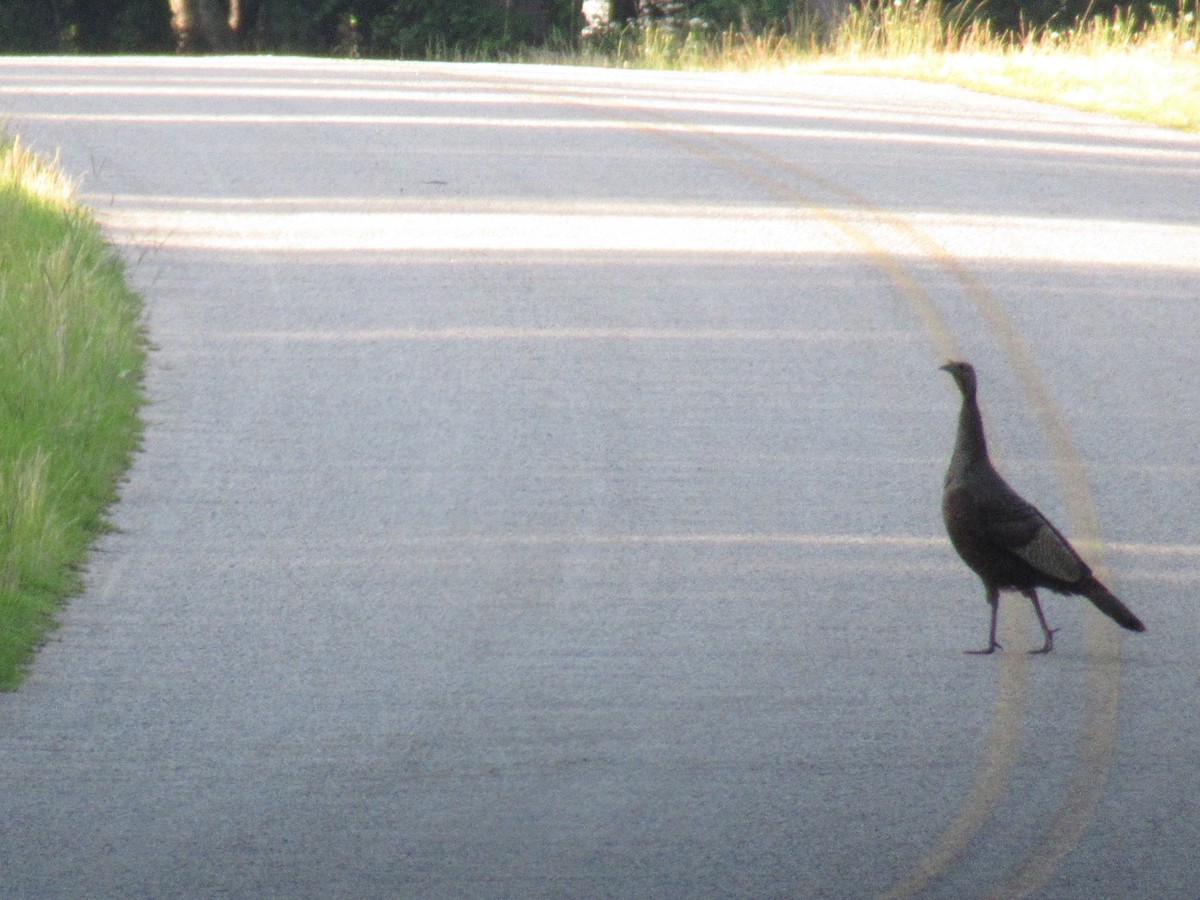 Wild Turkey - ML620441056