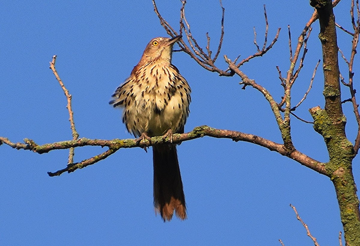 Brown Thrasher - ML620441059