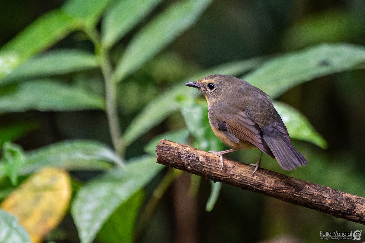 Snowy-browed Flycatcher - ML620441062