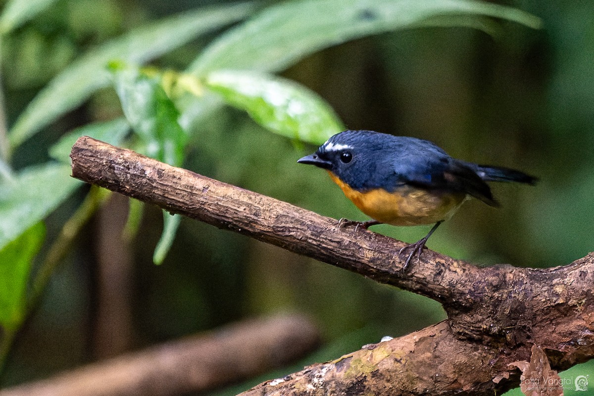 Snowy-browed Flycatcher - ML620441063