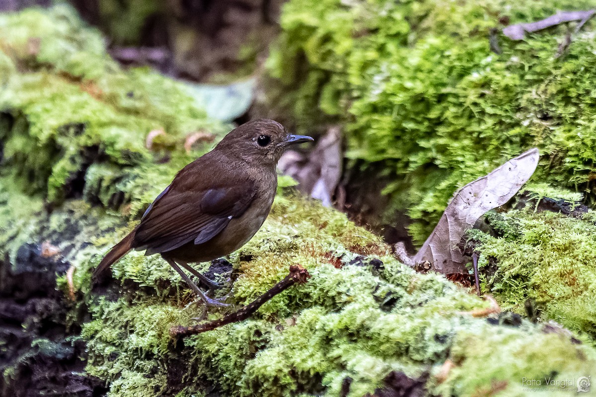 Pale Blue Flycatcher - ML620441067