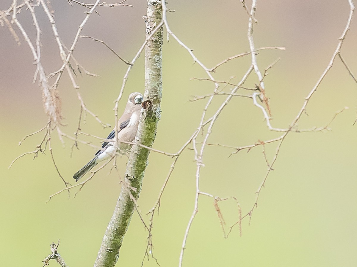 Brown Bullfinch - ML620441069